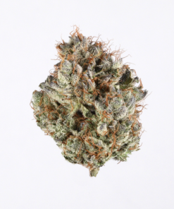 Cinderella 99 (C99) Strain