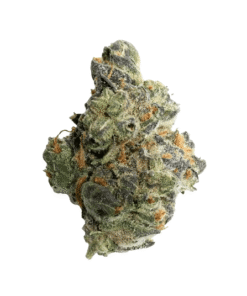 GMO Strain