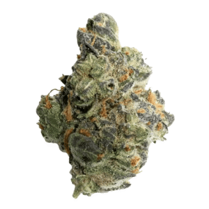 GMO Strain