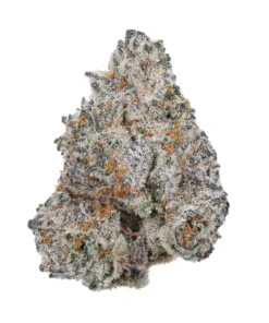 White Truffle Strain